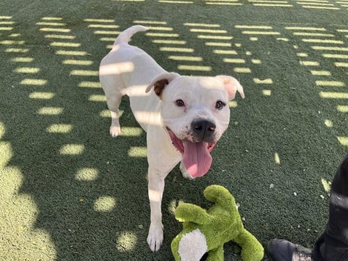 Photo of Buddy, adoptable Pit Bull Terrier in Corona, California