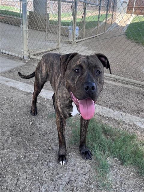 Photo of Pop, adoptable American Pit Bull Terrier in Plano, Texas