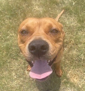 Photo of Mack, adoptable Pit Bull Terrier in Rutherfordton, North Carolina