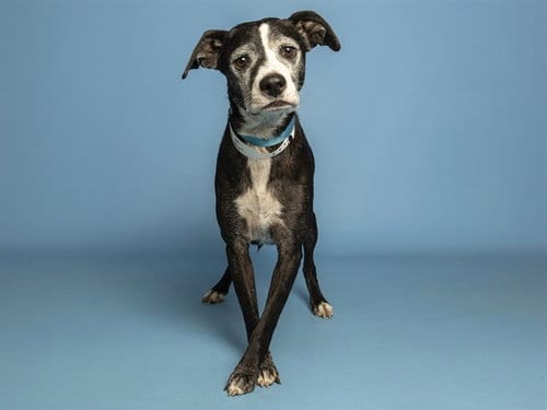 Photo of Shadow, adoptable American Pit Bull Terrier in Phoenix, Arizona