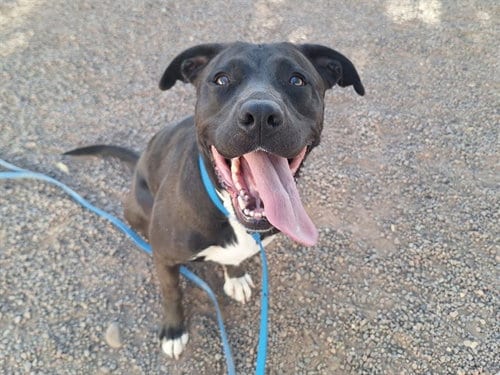 Photo of Macy, adoptable Labrador Retriever in Phoenix, Arizona