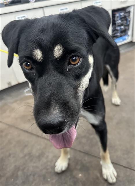 Photo of Nana, adoptable Mixed Breed