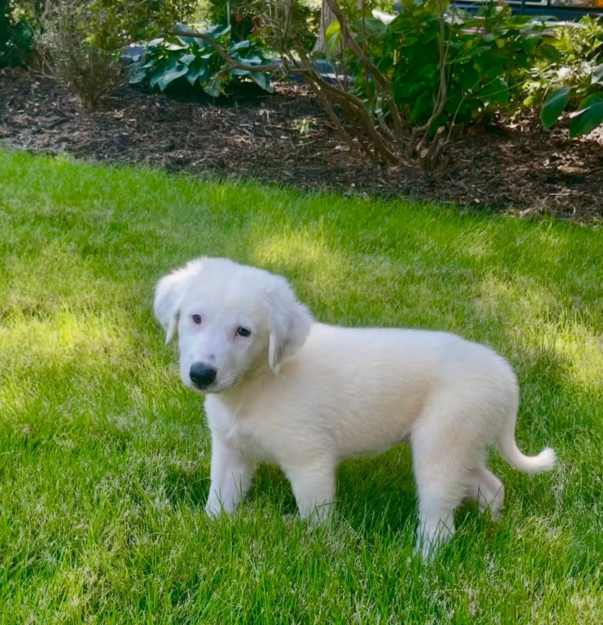 Photo of Abby, adoptable Golden Retriever/Great Pyrenees in HAGERSTOWN, Maryland