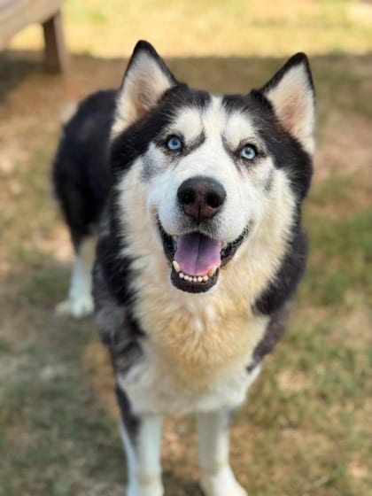 Photo of Project Pat, adoptable dog in Atlanta, Georgia