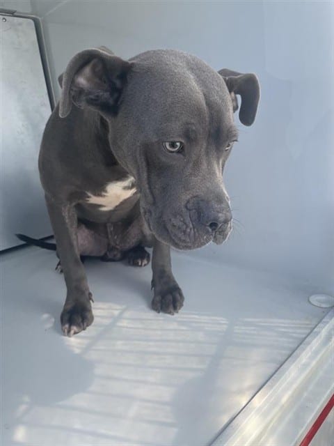 Photo of Senior American Pit Bull Terrier mix, adoptable American Pit Bull Terrier mix in Houston, Texas