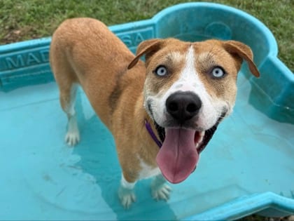 Photo of Padme, adoptable dog in Georgetown, Texas
