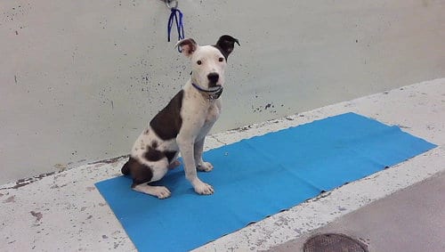 Photo of Willy Wonka, adoptable Staffordshire Bull Terrier in Houston, Texas
