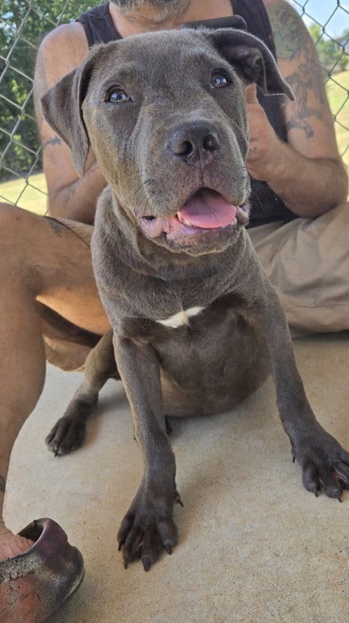 Photo of Audie - At shelter, adoptable Pit Bull Terrier in Rustburg, Virginia