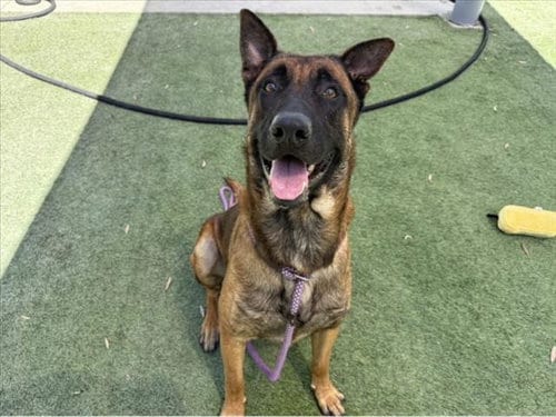Photo of Skippy, adoptable German Shepherd Dog in Los Angeles, California