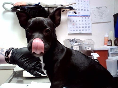 Photo of Ebony, adoptable Pit Bull Terrier in Martinez, California