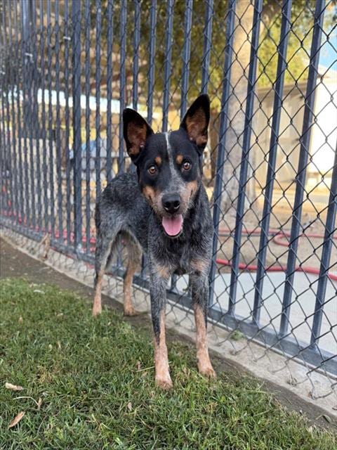 Photo of Boomer, adoptable Queensland Heeler in Riverside, California