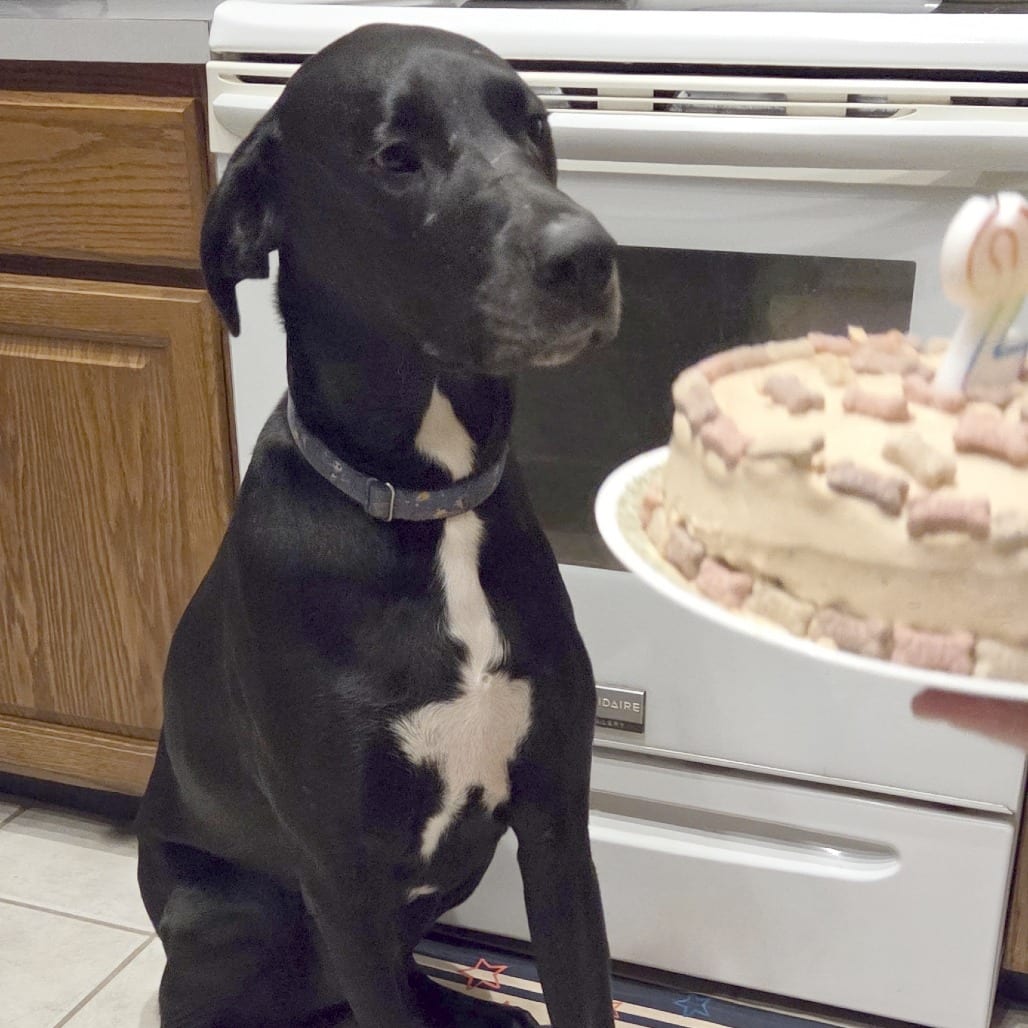 Photo of CJ Nickolas (Olympics pup), adoptable Mixed Breed (Large) in St. Louis, Missouri