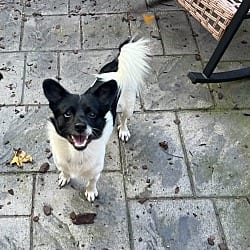 Photo of Mino, adoptable Chihuahua in Va Beach, Virginia