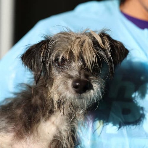 Photo of Mochi, adoptable Terrier in San Antonio, Texas