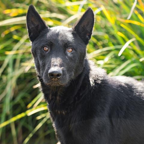 Photo of Flint, adoptable German Shepherd Dog in Camarillo, California
