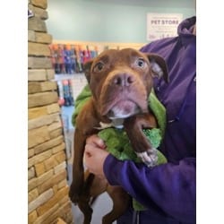 Photo of Nugget, adoptable Mixed Breed (Medium) in Maumee, Ohio