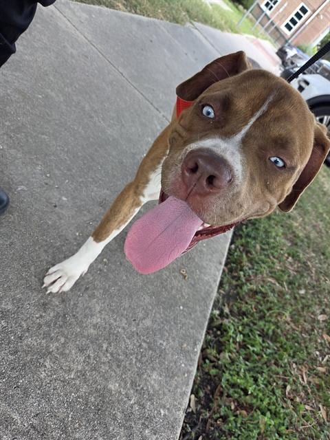 Photo of Benz, adoptable English Bulldog in San Antonio, Texas