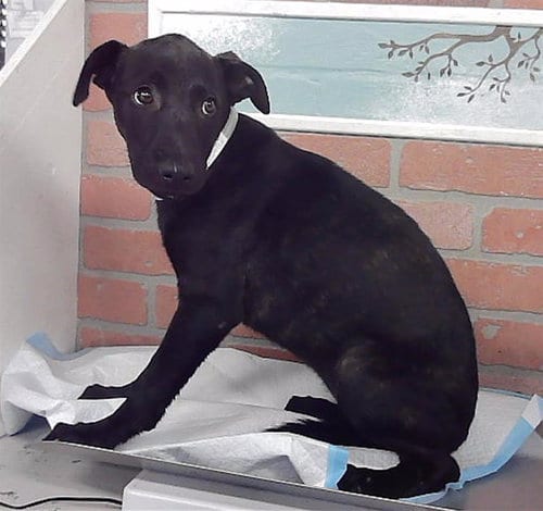 Photo of Samantha, adoptable Staffordshire Bull Terrier in Houston, Texas