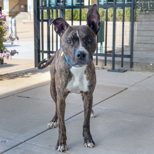 Photo of Dumpling, adoptable Pit Bull Terrier in St Louis, Missouri