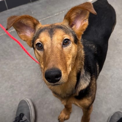 Photo of Nyla, adoptable German Shepherd/Mix in Farmington, New Mexico