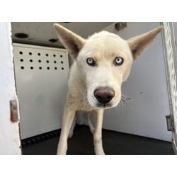 Photo of Panda, adoptable Husky in Jurupa Valley, California