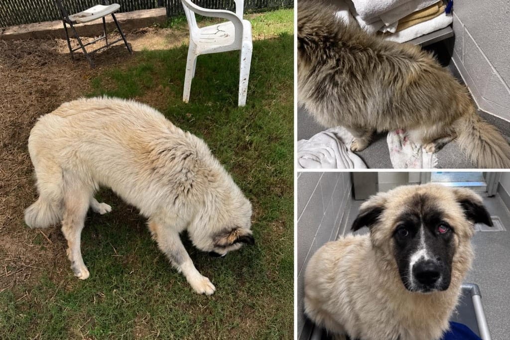 Photo of Magnolia AKA Maggie, adoptable Great Pyrenees in East Ridge, Tennessee
