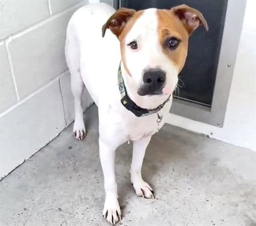 Photo of Jill, adoptable Pit Bull Terrier in Houston, Texas
