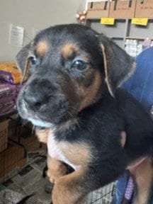 Photo of Jellybean, adoptable Labrador Retriever in Van Nuys, California