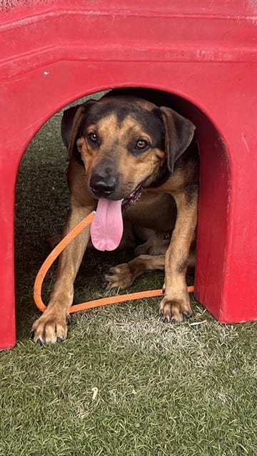Photo of Jackson, adoptable Terrier in Miami, Florida