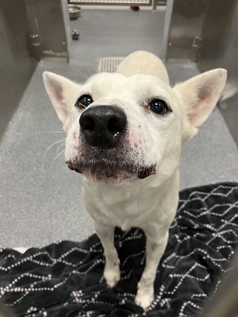 Photo of Silas, adoptable Mixed Breed