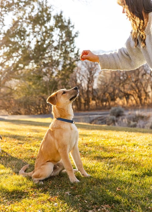 Photo of Ernie, adoptable German Shepherd Dog in Bountiful, Utah