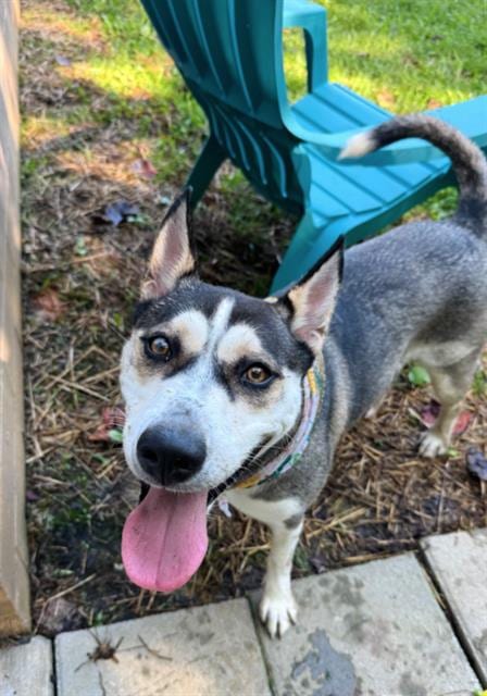 Photo of Missy, adoptable Siberian Husky in Haw River, North Carolina