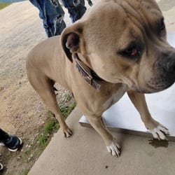 Photo of Buck 2878, adoptable American Bulldog in Loxahatchee, Florida
