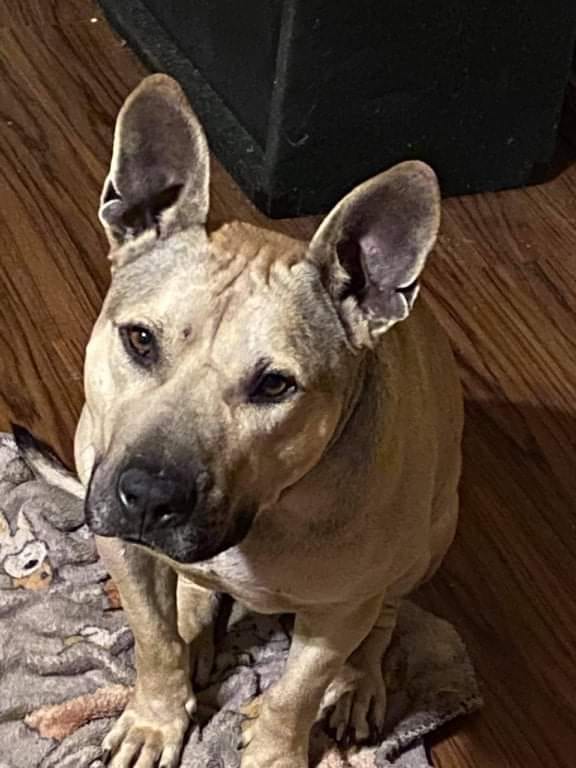 Photo of Ronan, adoptable American Pit Bull Terrier in Kempner, Texas