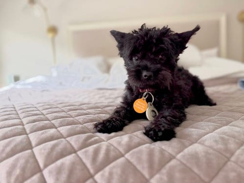 Photo of Macintosh, adoptable Yorkshire Terrier Yorkie in St. Louis Park, Minnesota
