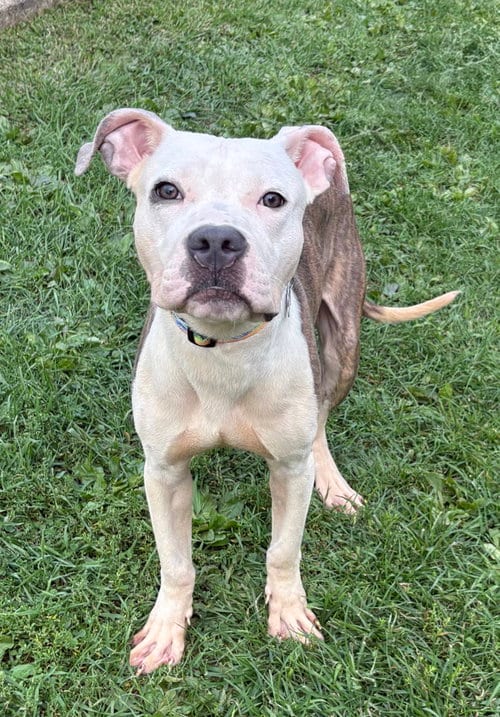 Photo of Auggie, adoptable American Pit Bull Terrier in Spring Lake, New Jersey