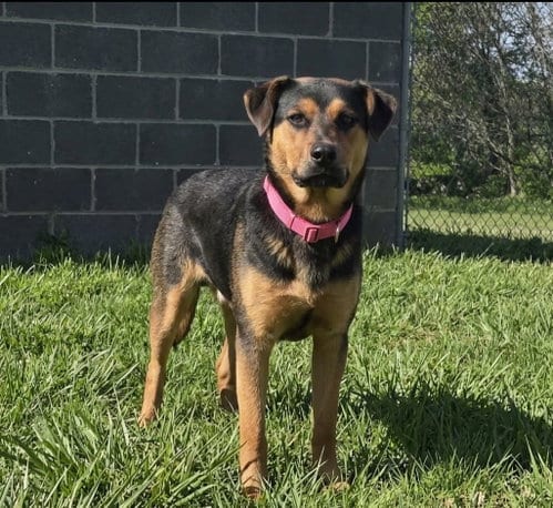 Photo of Caroline, adoptable German Shepherd Dog in Martinsburg, West Virginia