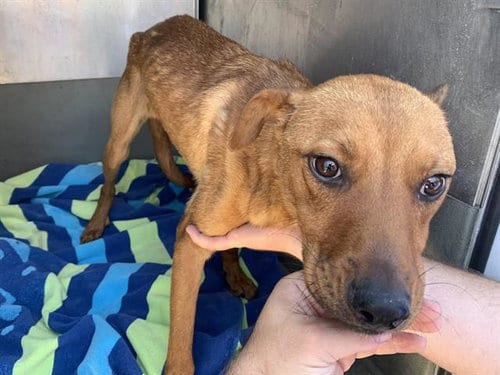 Photo of Cinnamon, adoptable German Shepherd Dog in Sacramento, California