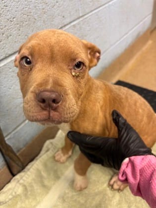 Photo of Segovia (pink Polish), adoptable dog in Chamblee, Georgia