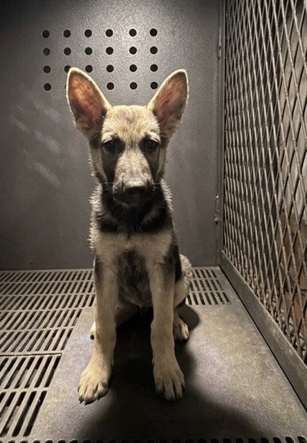 Photo of Yelena, adoptable German Shepherd Dog in Baldwin Park, California