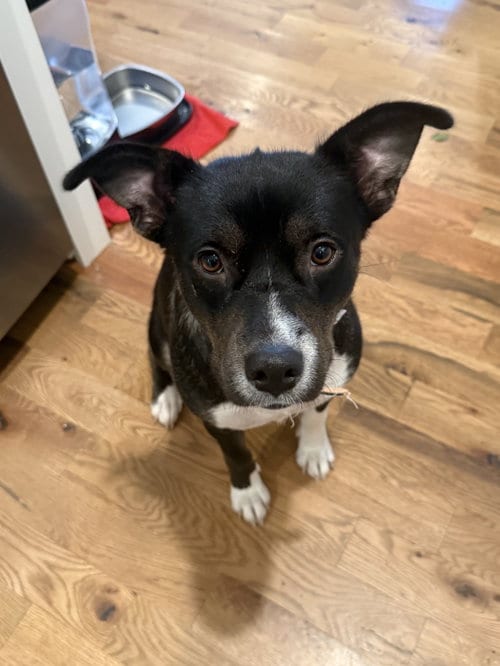 Photo of Valley Girl, adoptable Terrier in Nashville, Tennessee
