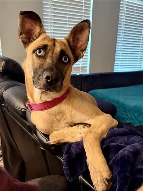 Photo of Dakota, adoptable Belgian Shepherd Malinois in Houston, Texas