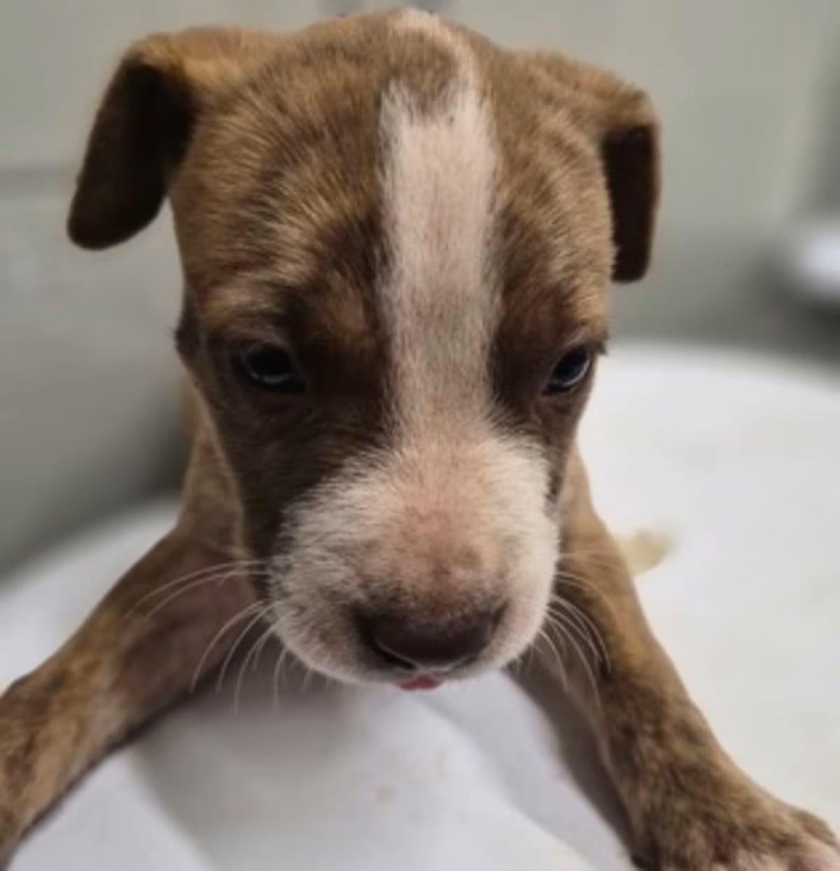 Photo of Pecan CNT-561, adoptable American Pit Bull Terrier in Griffin, Georgia
