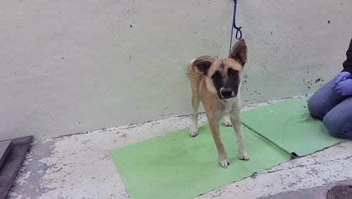 Photo of Lilly, adoptable German Shepherd Dog in Houston, Texas