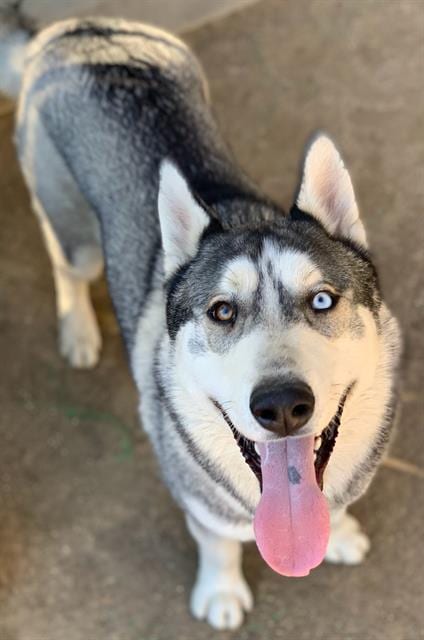 Photo of Rick, adoptable Siberian Husky in Riverside, California