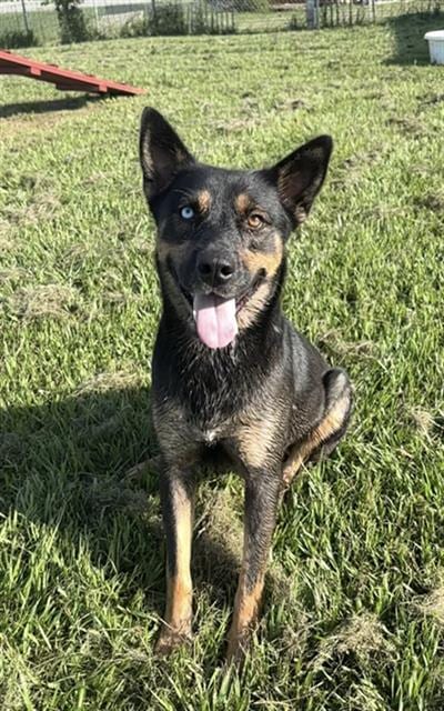Photo of Kada, adoptable Australian Cattle Dog in Rosenberg, Texas