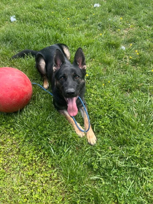 Photo of Rocco, adoptable Shepherd in Front Royal, Virginia