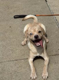 Photo of Funshine Bear, adoptable Beagle in Aurora, Illinois