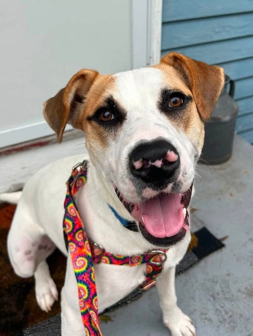 Photo of Hunter, adoptable Labrador Retriever in Wakefield, Rhode Island