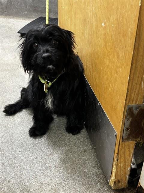 Photo of Luke, adoptable Affenpinscher in Forestville, Maryland